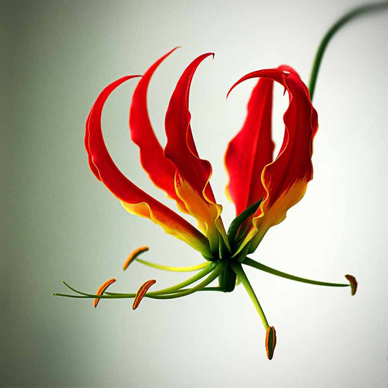 Different Types of Lilies to Grow in your Garden - Gloriosa Flame lily