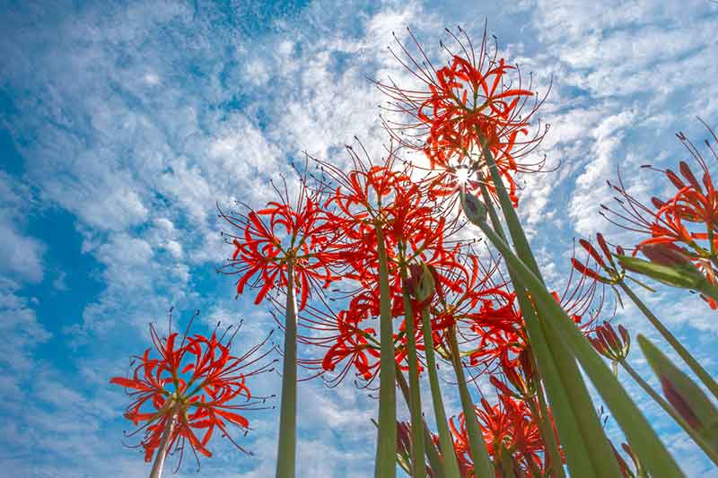 Different Types of Lilies to Grow in your Garden - Nerine lily