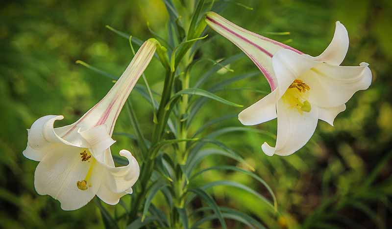 Different Types of Lilies to Grow in your Garden - Trumpet Lily