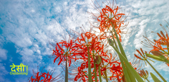 Rare and Lesser Known Lily Plants for Your Garden