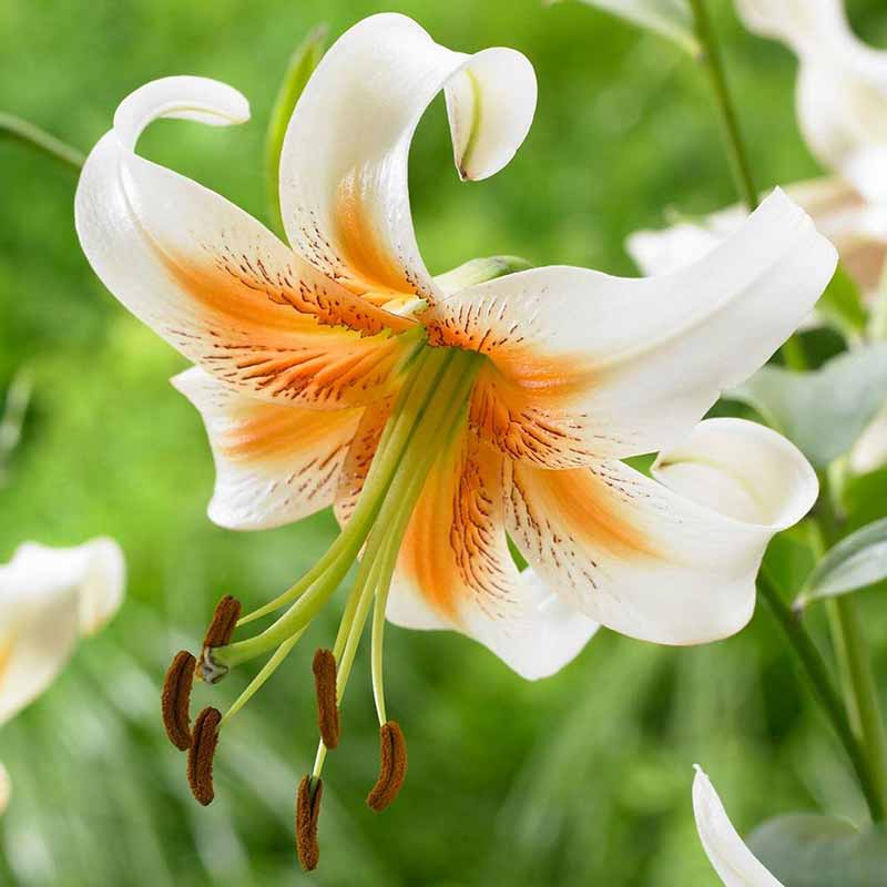 Rare and Lesser Known Lily Plants for Your Garden - Lady Alice Lily