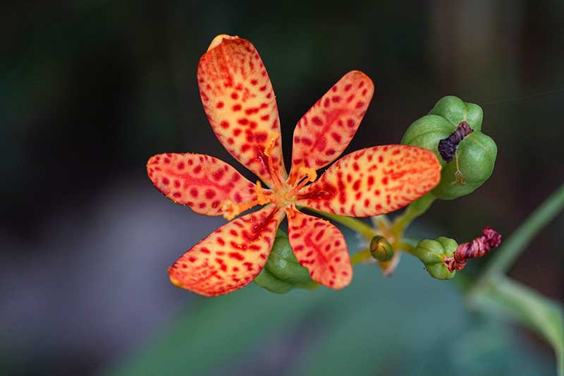 Rare and Lesser Known Lily Plants for Your Garden - Leopard Blackberry Lily