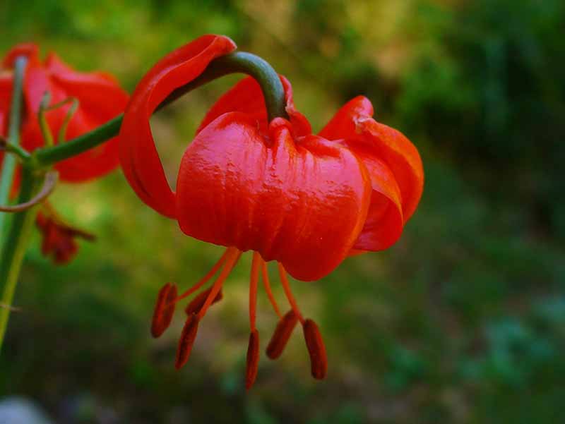 Rare and Lesser Known Lily Plants for Your Garden - Pumilum Coral Lily