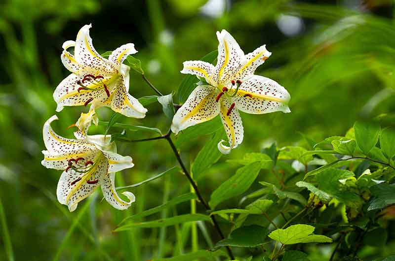 Rare and Lesser Known Lily Plants for Your Garden - Mountain lily