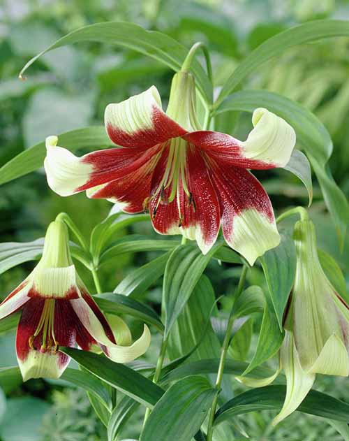 Rare and Lesser Known Lily Plants for Your Garden - Nepal Lily