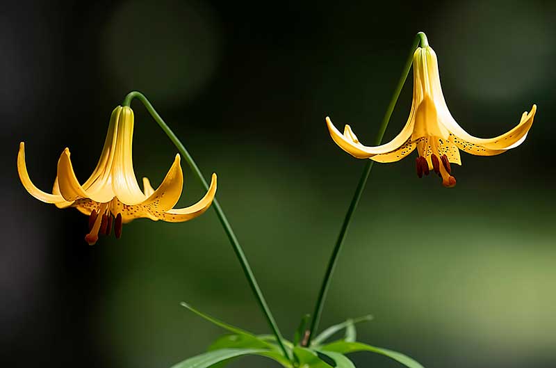 Rare and Lesser Known Lily Plants for Your Garden - Canada lily