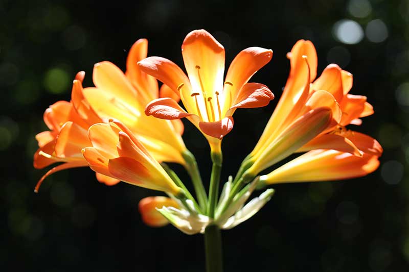 Rare and Lesser Known Lily Plants for Your Garden - Clivia