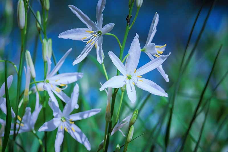 Rare and Lesser Known Lily Plants for Your Garden - Grass/ Bethlehem Lily