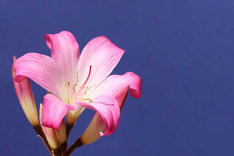 Rare and Lesser Known Lily Plants for Your Garden - Jersey Lily