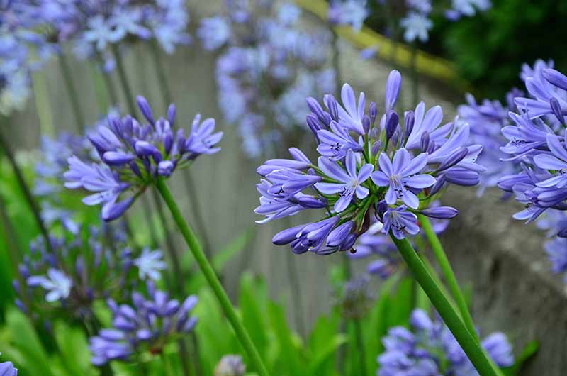 Rare and Lesser Known Lily Plants for Your Garden - Agapanthus