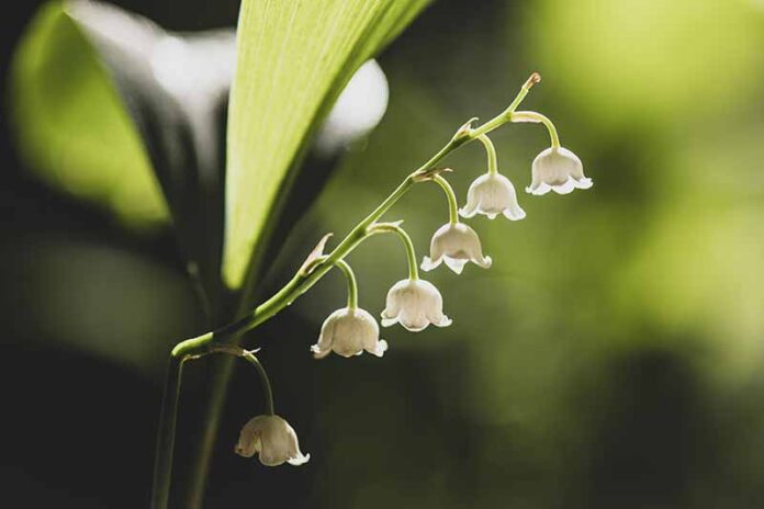 Rare and Lesser Known Lily Plants for Your Garden - Lily of the Valley