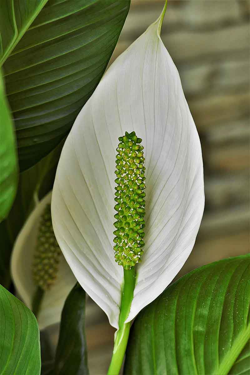  Peace lily