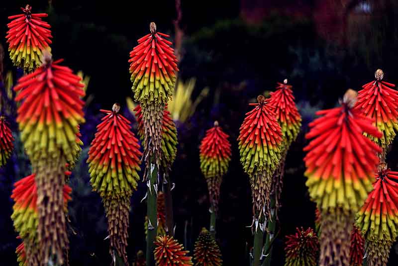 Rare and Lesser Known Lily Plants for Your Garden - Red Hot Poker flowers