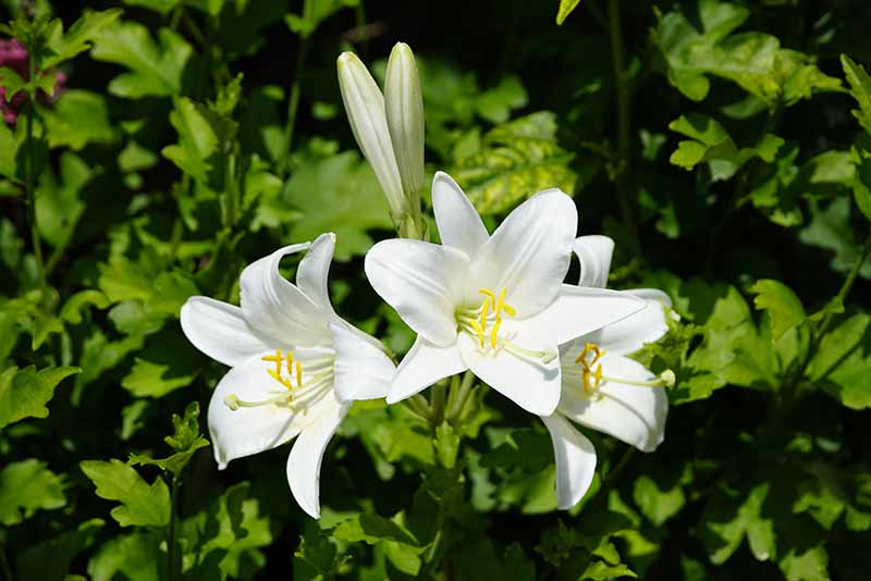 Rare and Lesser Known Lily Plants for Your Garden - Madonna Lily