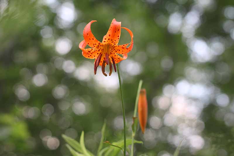 Rare and Lesser Known Lily Plants for Your Garden - Michigan Lily