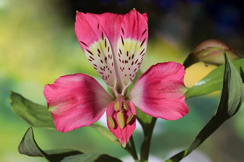 Rare and Lesser Known Lily Plants for Your Garden - Peruvian Lily