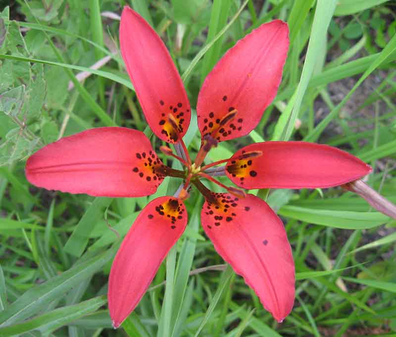 Rare and Lesser Known Lily Plants for Your Garden - Philadelphia Lily