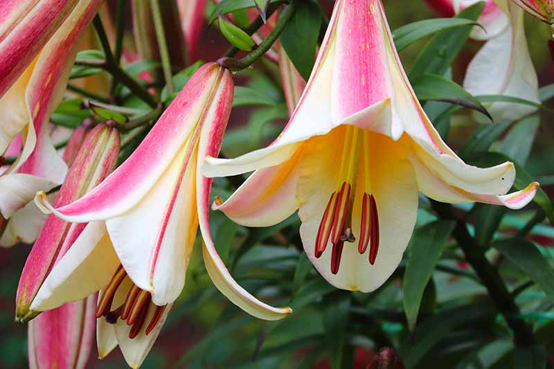 Lesser Known Lily Plants for Your Garden - Christmas Lily