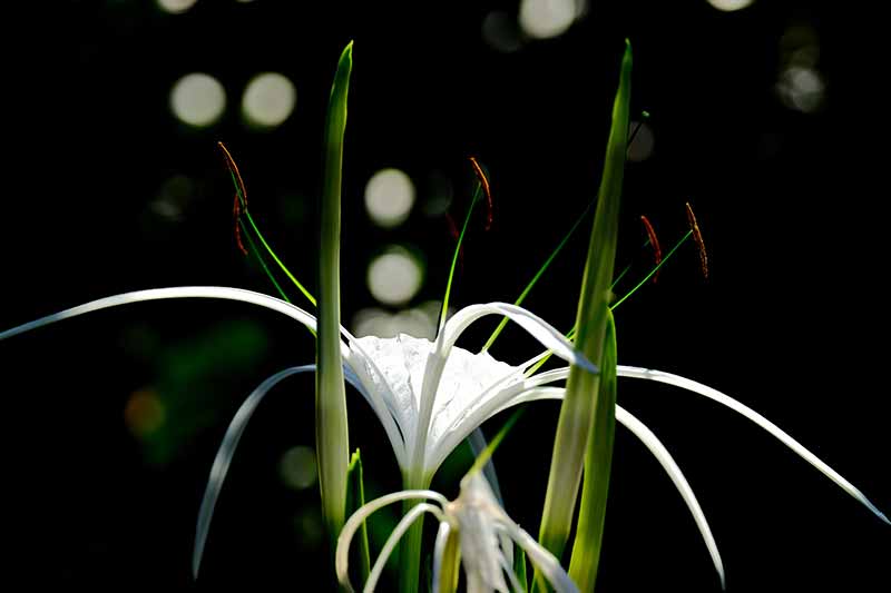 Rare and Lesser Known Lily Plants for Your Garden - Spider lily