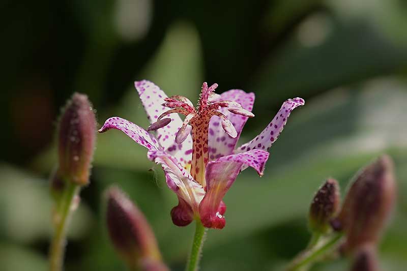 Rare and Lesser Known Lily Plants for Your Garden - Toad Lily