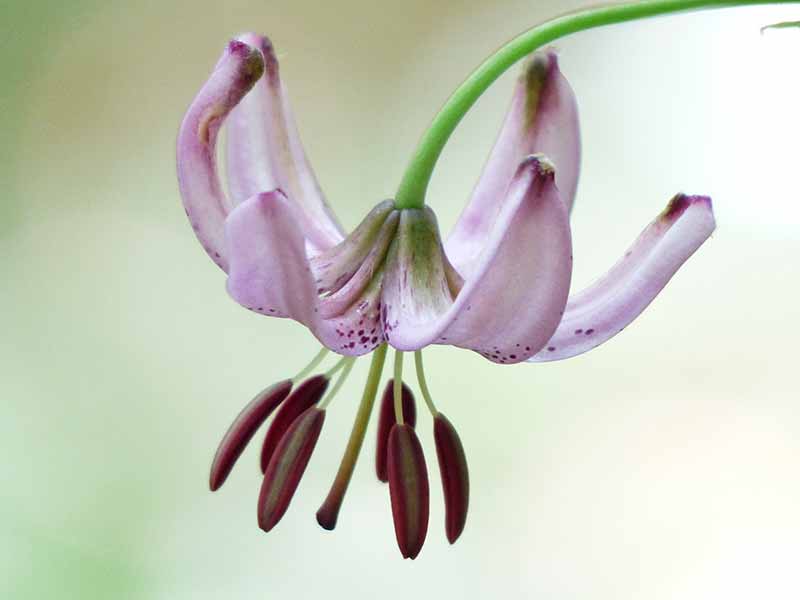 Rare and Lesser Known Lily Plants for Your Garden - Turks Turban Lily