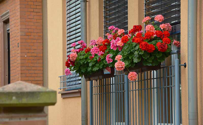 Sphere and Ball Shaped Flowers for an Attractive Garden - Geranium