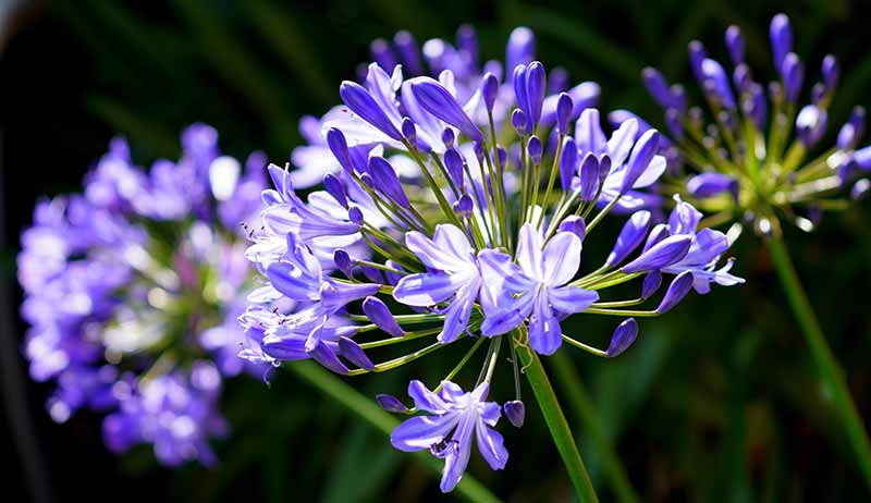 Sphere and Ball Shaped Flowers for an Attractive Garden - Agapanthus Lily of the Nile