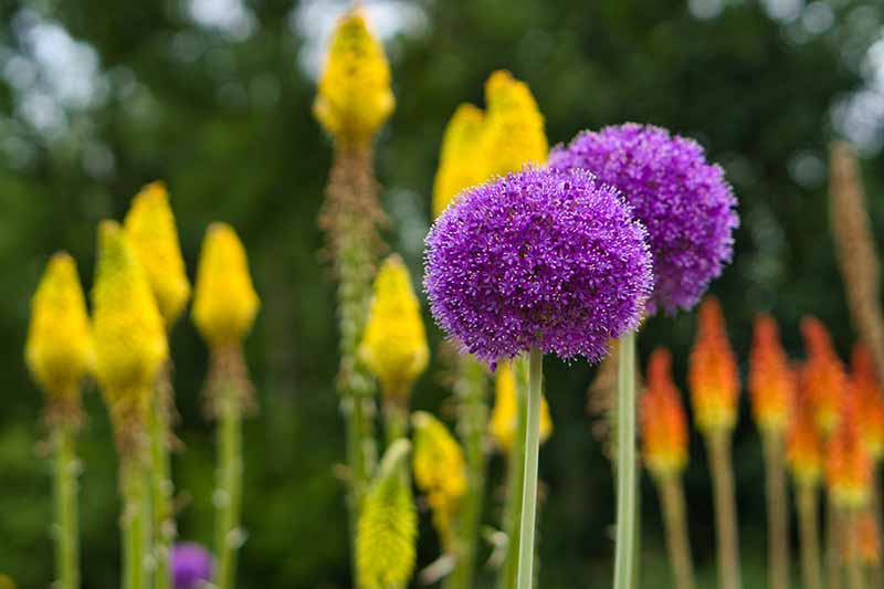 Sphere and Ball Shaped Flowers for an Attractive Garden - Allium