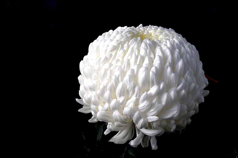 Sphere and Ball Shaped Flowers for an Attractive Garden - Chrysanthemum Pompom