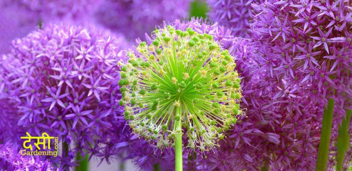 Sphere and Ball Shaped Flowers for an Attractive Garden