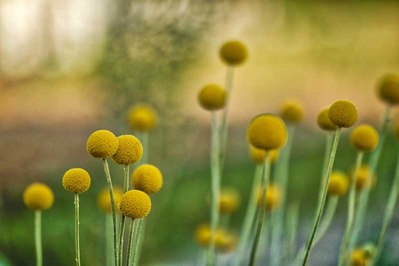 Sphere and Ball Shaped Flowers for an Attractive Garden - Craspedia Billy buttons