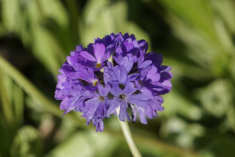 Sphere and Ball Shaped Flowers for an Attractive Garden - Drumstick primrose/ Primula