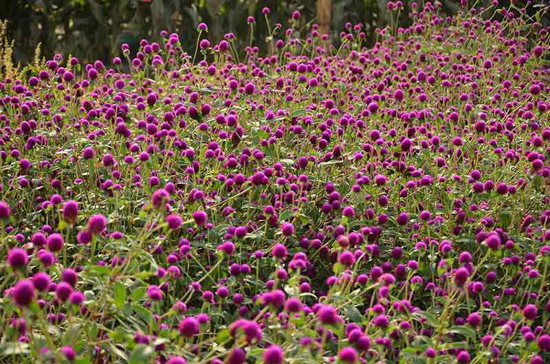 Sphere and Ball Shaped Flowers for an Attractive Garden - Gomphrena Button Flower