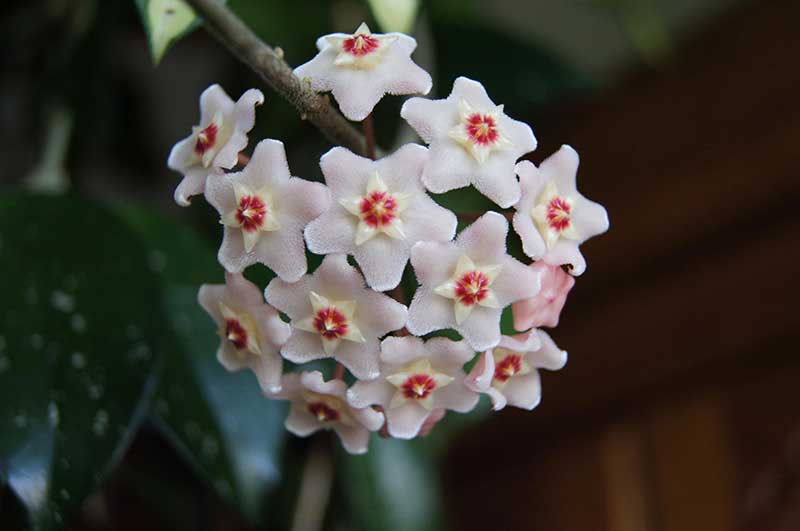 Sphere and Ball Shaped Flowers for an Attractive Garden - Hoya Carnosa Porcelain flower