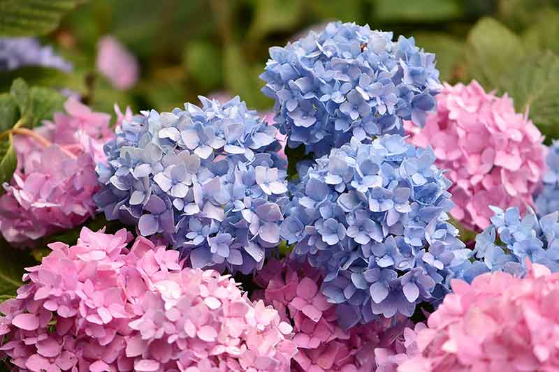 Sphere and Ball Shaped Flowers for an Attractive Garden - Hydrangea