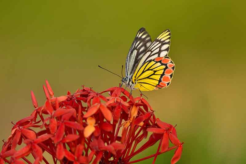 Sphere and Ball Shaped Flowers for an Attractive Garden - Ixora