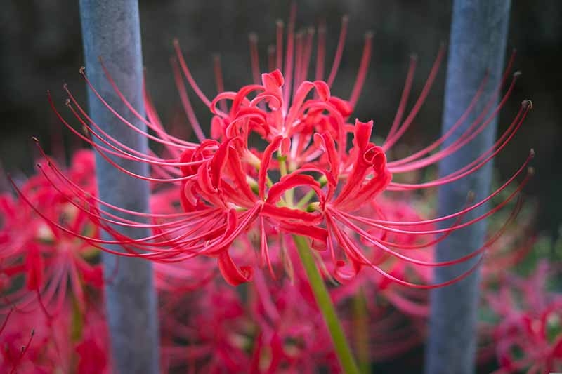 Sphere and Ball Shaped Flowers for an Attractive Garden - Lycoris Red spider lily