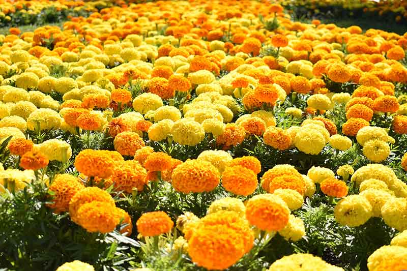 Sphere and Ball Shaped Flowers for an Attractive Garden - Inca Marigold