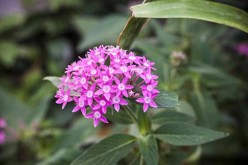 Sphere and Ball Shaped Flowers for an Attractive Garden - Pentas