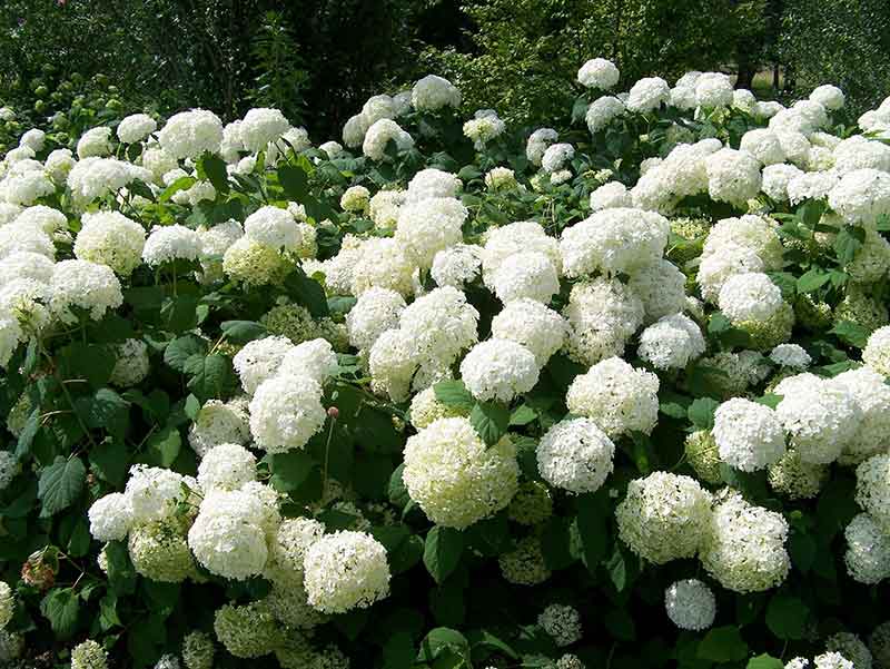 Sphere and Ball Shaped Flowers for an Attractive Garden - Viburnum Snowball Bush