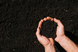 Understanding Organic Plant Fertilizer And Its Types