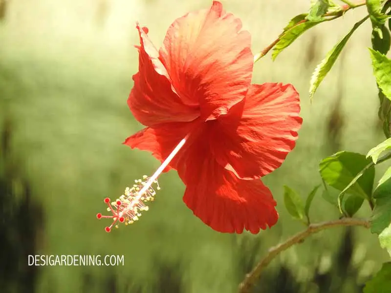 Red Hibiscus Plants