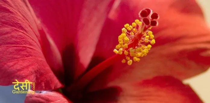 Red Hibiscus Plants